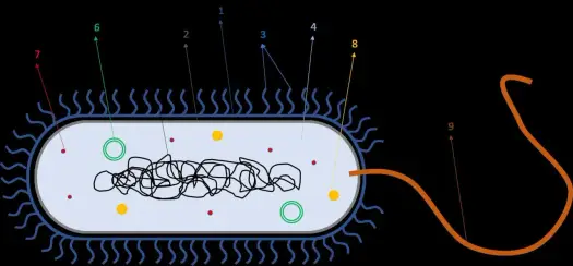 Budowa komórki bakteryjnej - Jak działa ten sprawny system?