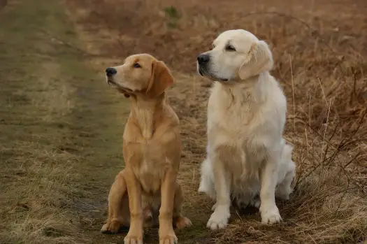 Golden vs Labrador: Którego psa wybrać? Porównanie ras