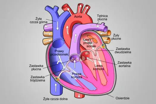 Budowa serca człowieka - Jak zrozumieć i zapamiętać anatomię?