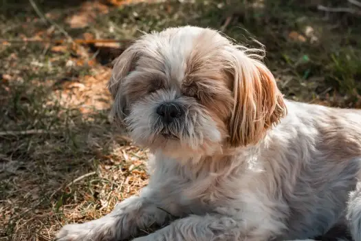 Prawidłowa waga Shih Tzu: ile powinien ważyć Twój pies?