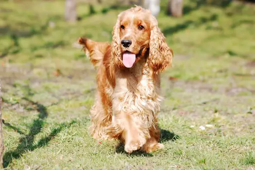 Ile powinien ważyć Twój cocker spaniel? Sprawdź idealną wagę