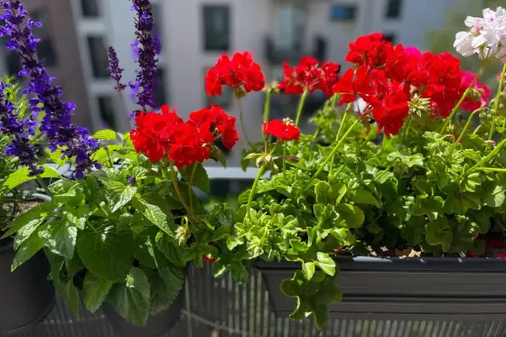 Plantera balkonglåda - Så lyckas du hela säsongen