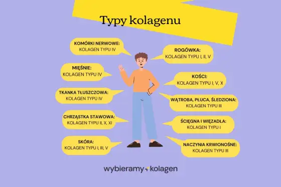 Typy kolagenu - gdzie występują i za co odpowiadają?