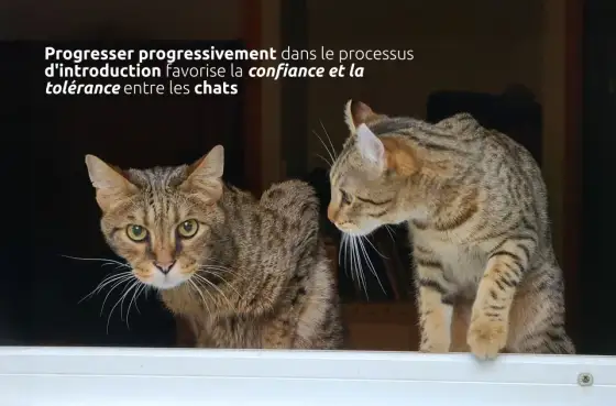 Cohabitation deux chattes - Guide pour une entente sereine