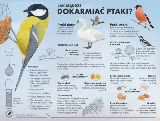 Co jedzą łabędzie? Bezpieczne dokarmianie podczas mrozów