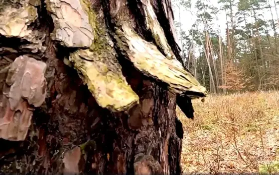 Kora sosny - Jak czytać pień i co oznaczają pęknięcia?