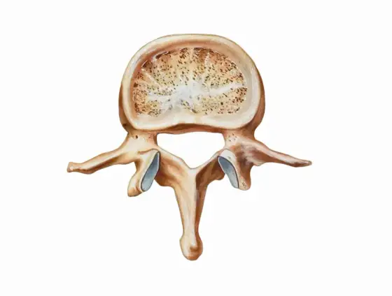 Osteopenia - Co to znaczy i jak skutecznie wzmocnić kości?