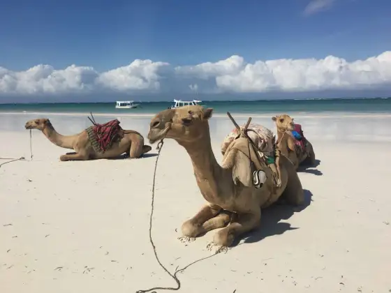 Diani Beach, Kenia - Przewodnik po rajskiej plaży i okolicach
