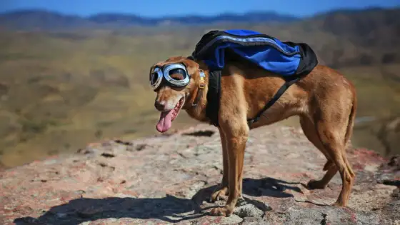 Vêtement pour chien - comment le choisir sans le gêner ?