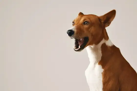 Co mówi pies? Szczekanie, warczenie, wycie - rozszyfruj jego dźwięki