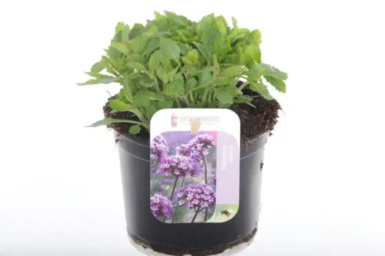 Verbena i kruka - Så lyckas du med frodig blomning varje gång