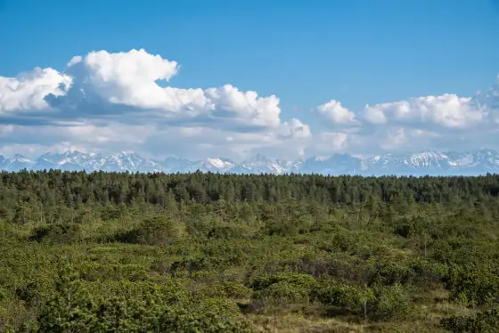 Bór na Czerwonem - torfowisko w Nowym Targu, które zaskakuje