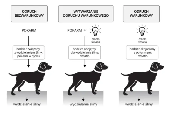 Odruch miotatyczny - jak działa i co mówi w badaniu?