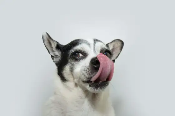 Chien qui se lèche les babines - stress, nausée ou douleur ?