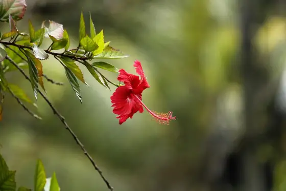 Hibiskus w doniczce - Jak pielęgnować, by kwitł długo i obficie?