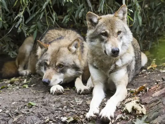 Wilk bez tajemnic - wataha, dieta i spotkanie z człowiekiem
