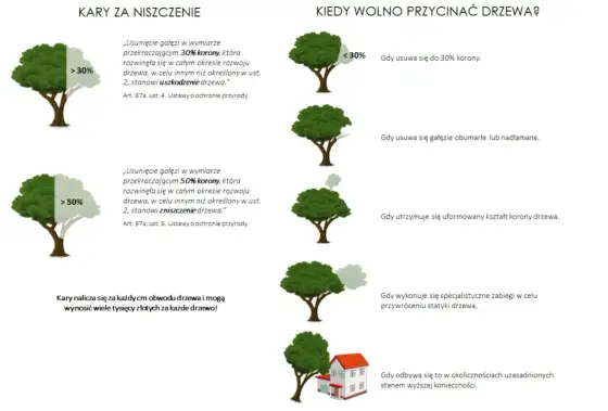 Ile można skrócić drzewo? 30% korony i co dalej?