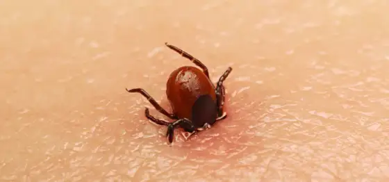Cómo se mueren las garrapatas: métodos efectivos para eliminarlas
