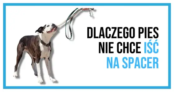 Pies nie chce iść na spacer? Sprawdź 4 powody i rozwiązania!