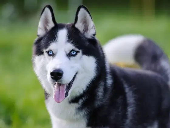 Husky syberyjski - poznaj charakter, cenę i realne potrzeby rasy
