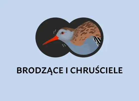 Ornitologia - Jak badać ptaki i chronić przyrodę?
