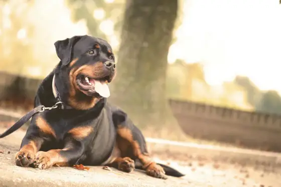 Waga rottweilera - ile powinien ważyć pies i jak ocenić sylwetkę?