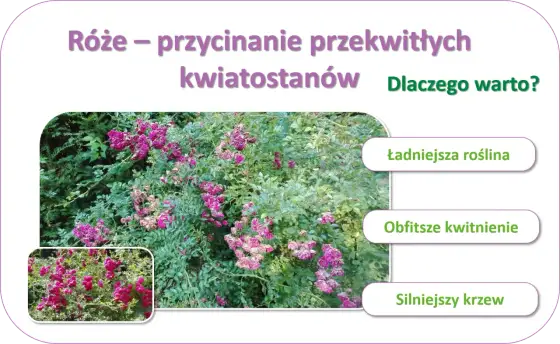 Przycinanie róż po kwitnieniu - Jak to robić dobrze?