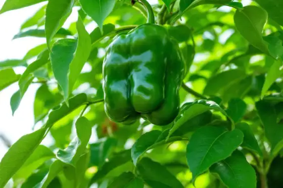 Poivron au potager - Récoltez plus, évitez les erreurs !