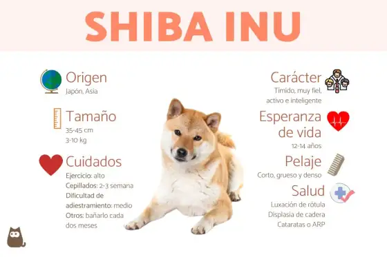 Shiba Inu - carácter, cuidados y dificultades reales