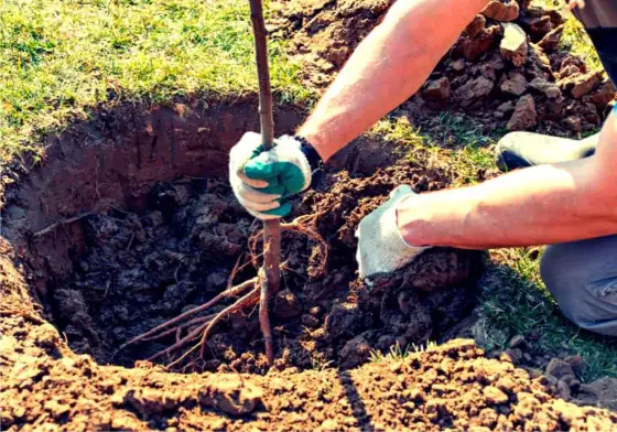 Messa a dimora alberi da frutto - Guida completa per l'Italia