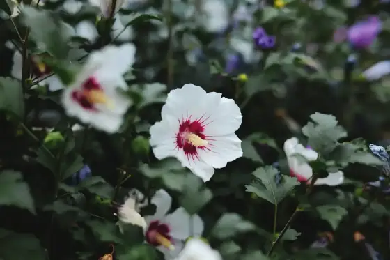 Hibiskus w ogrodzie i donicy - Jak wybrać odmianę i uniknąć błędów?