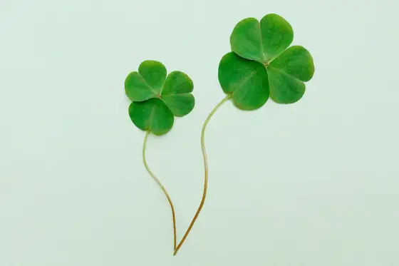 Symbole Irlandii - Jak czytać je bez pomyłek?