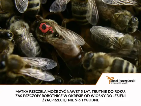 Ile żyje pszczoła? Robotnica, truteń i matka w praktyce