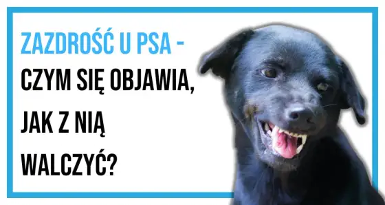 Zazdrość u psa - jak wyeliminować? Poradnik behawiorysty