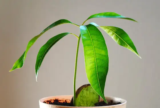 Mango w domu - uprawa z pestki czy sadzonki? Poradnik