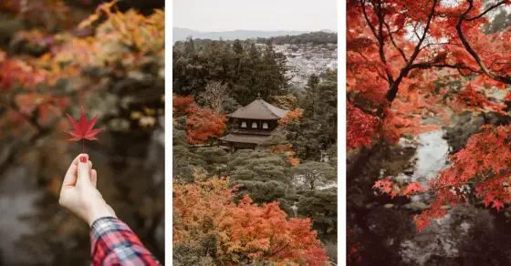 Jesienne liście w Japonii - Gdzie i kiedy jechać?