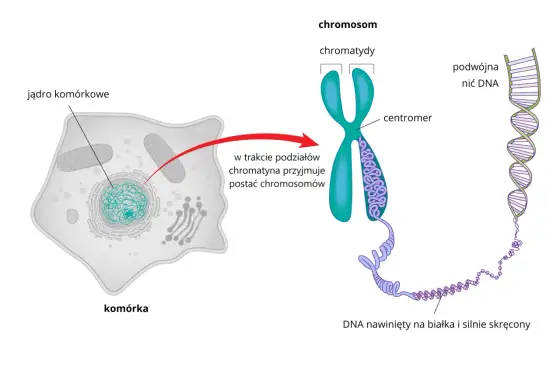 Chromosomy - budowa, rola, kariotyp. Kiedy są ważne?