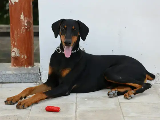 Ile kosztuje doberman - Poznaj realne koszty zakupu i utrzymania