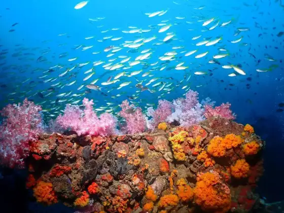 Fisklivet i Thailand - Dykning, akvarium & sötvatten