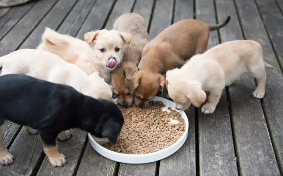 Comment bien nourrir un chiot pendant sa croissance ?