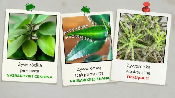 Żyworódka lecznicza - Jak odróżnić i bezpiecznie stosować?
