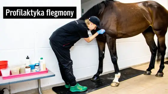 Flegmona u koni - jak rozpoznać i szybko zareagować?