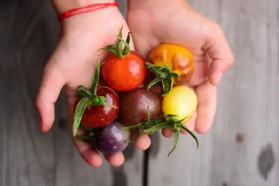 Ertragreiche Tomatensorten - So erntest du wirklich viel!
