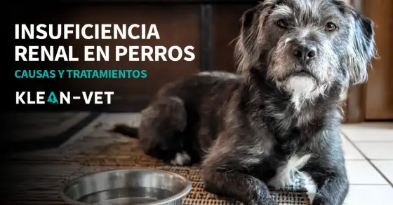 Mi perro con insuficiencia renal no come - ¿Qué hacer?