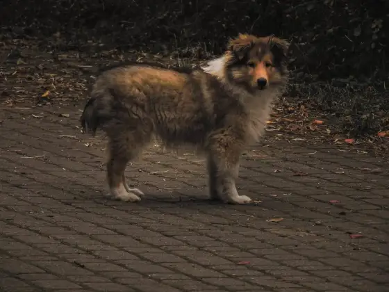Bulgotanie w brzuchu i biegunka u psa lub kota - Kiedy do lekarza?
