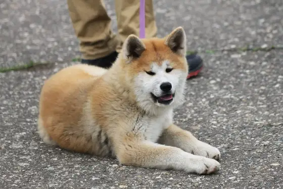 Perros parecidos al Husky – ¿Cuál encaja contigo?