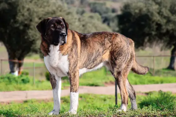 Rafeiro do Alentejo: ¿Tu guardián ideal? Descúbrelo aquí