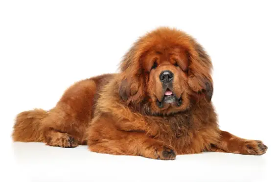 Dogue du Tibet - Quelle est sa vraie taille ? Guide complet