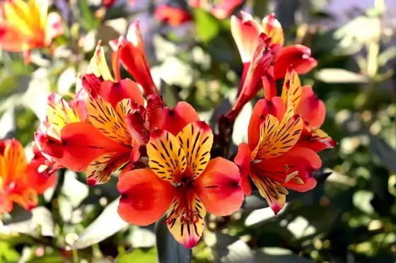 Alstroemeria i kruka - Få den att blomstra hela säsongen!