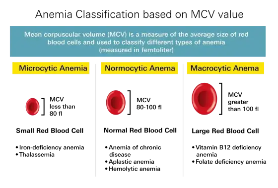 Anemia - jakie badania? Kompletny przewodnik po diagnostyce